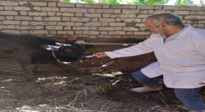 «بيطري الأقصر»: تحصين أكثر من 21 ألف حيوان ضد الحمى القلاعية وحمى الوادي المتصدع