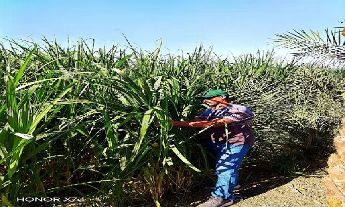 زراعة قنا تواصل فحص محصول قصب السكر بقرى قفط لمواجهة الآفات ورفع الإنتاجية