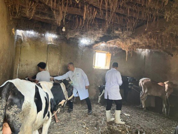 تحصين 226 ألف رأس ماشية ضد الحمي القلاعية بالمنوفية
