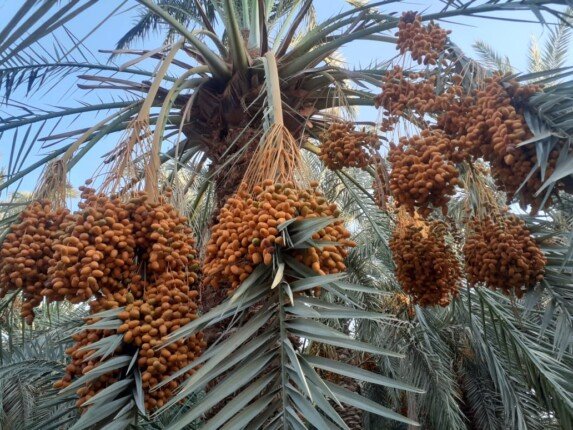 أسعار التمور تشعل الخلاف بين مزارعي ومصدري التمور