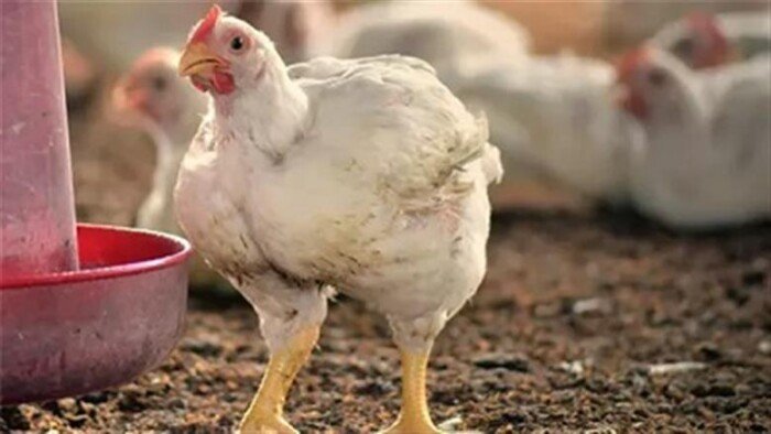 أسعار الفراخ البيضاء والساسو والبلدي اليوم الثلاثاء 22 سبتمبر