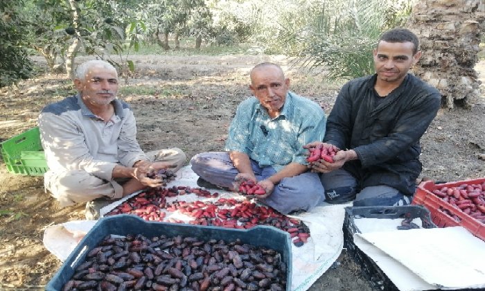 انطلاق موسم البلح الحياني بمزارع قرية الصوة في الشرقية