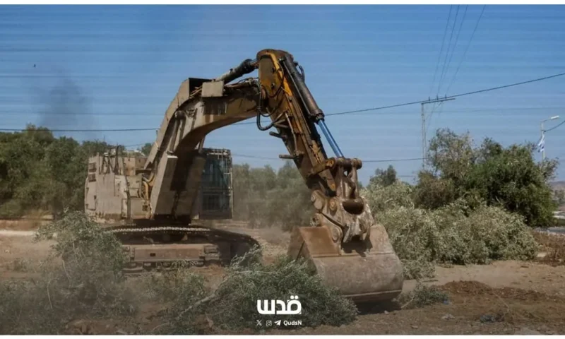 من شرفة قُصرة إلى حقول جنين.. موسم الزيتون الذي تغيّرت حكايته