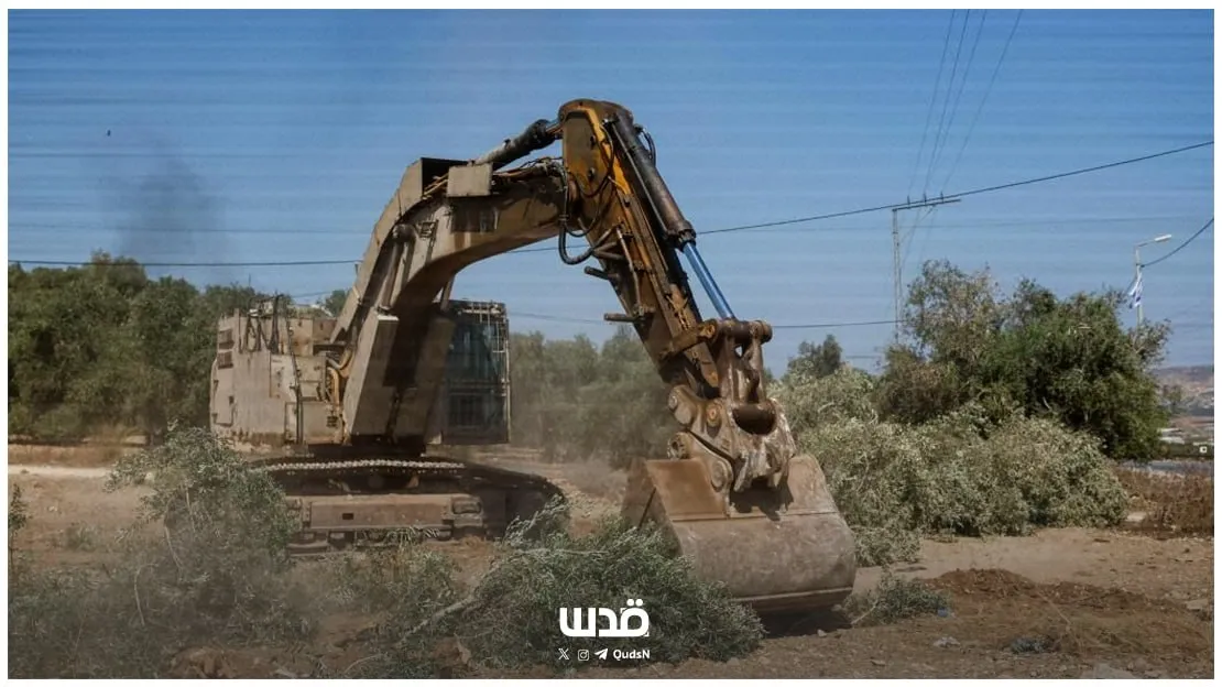 من شرفة قُصرة إلى حقول جنين.. موسم الزيتون الذي تغيّرت حكايته