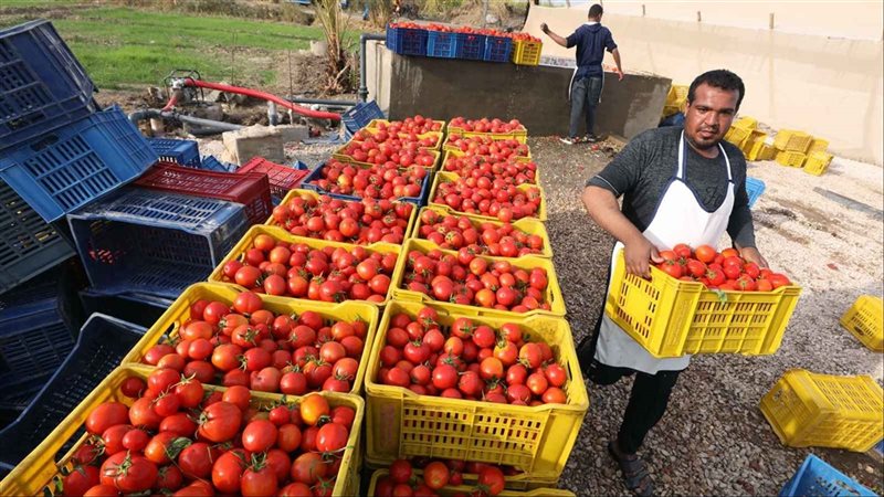 رئيس “زراعة الشيوخ” في عيد الفلاح: 10.5 مليون فدان و9.5 مليون طن صادرات تعكس قوة القطاع الزراعي