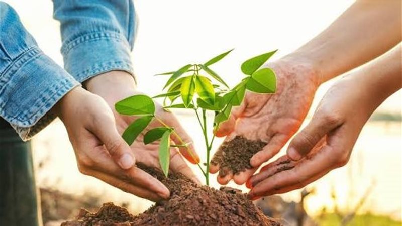حدائق الجيب والممرات الخضراء، مقترحات برلمانية لحل أزمة التشجير