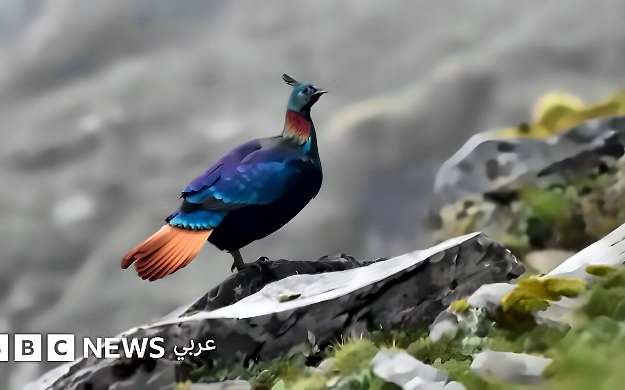 طائر جميل من جبال الهيمالايا يغير صوته بسبب البشر