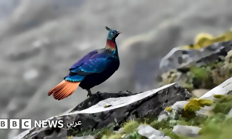 طائر جميل من جبال الهيمالايا يغير صوته بسبب البشر