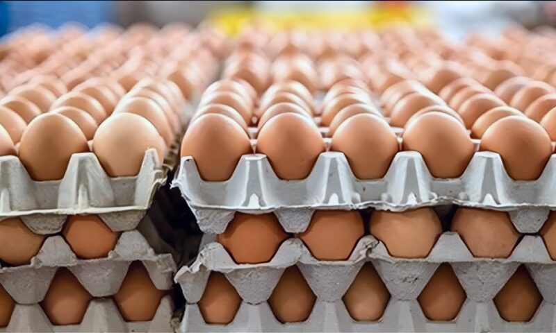 سعر كرتونة البيض اليوم الخميس في بورصة الدواجن