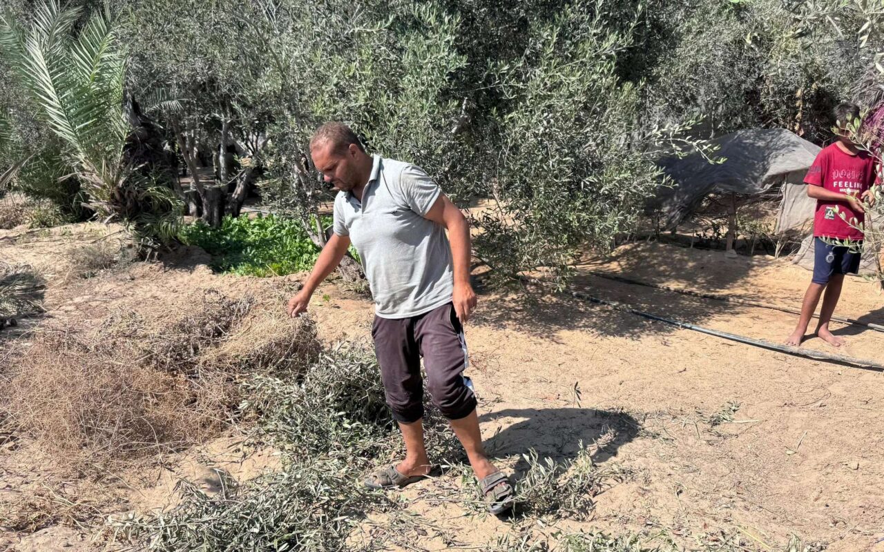 مسؤول فلسطيني لـ “سبوتنيك”: إسرائيل تلاحق المربع الأخير لاقتصاد الفلسطينيين عبر استهداف موسم الزيتون
