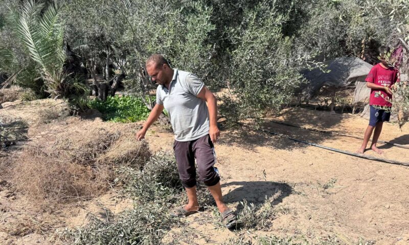 مسؤول فلسطيني لـ “سبوتنيك”: إسرائيل تلاحق المربع الأخير لاقتصاد الفلسطينيين عبر استهداف موسم الزيتون
