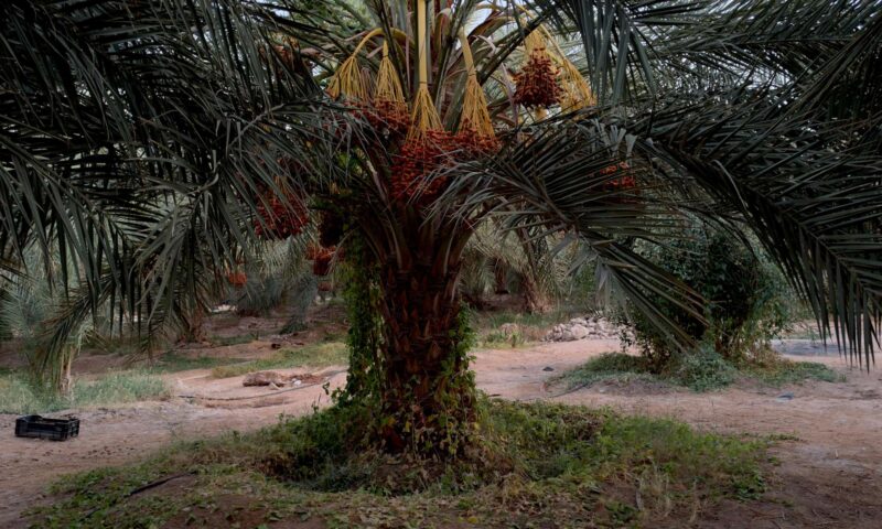 من نخيل مدينة ودان إلى أسواق العالم… هل تصبح التمور موردا غير نفطي لليبيا؟