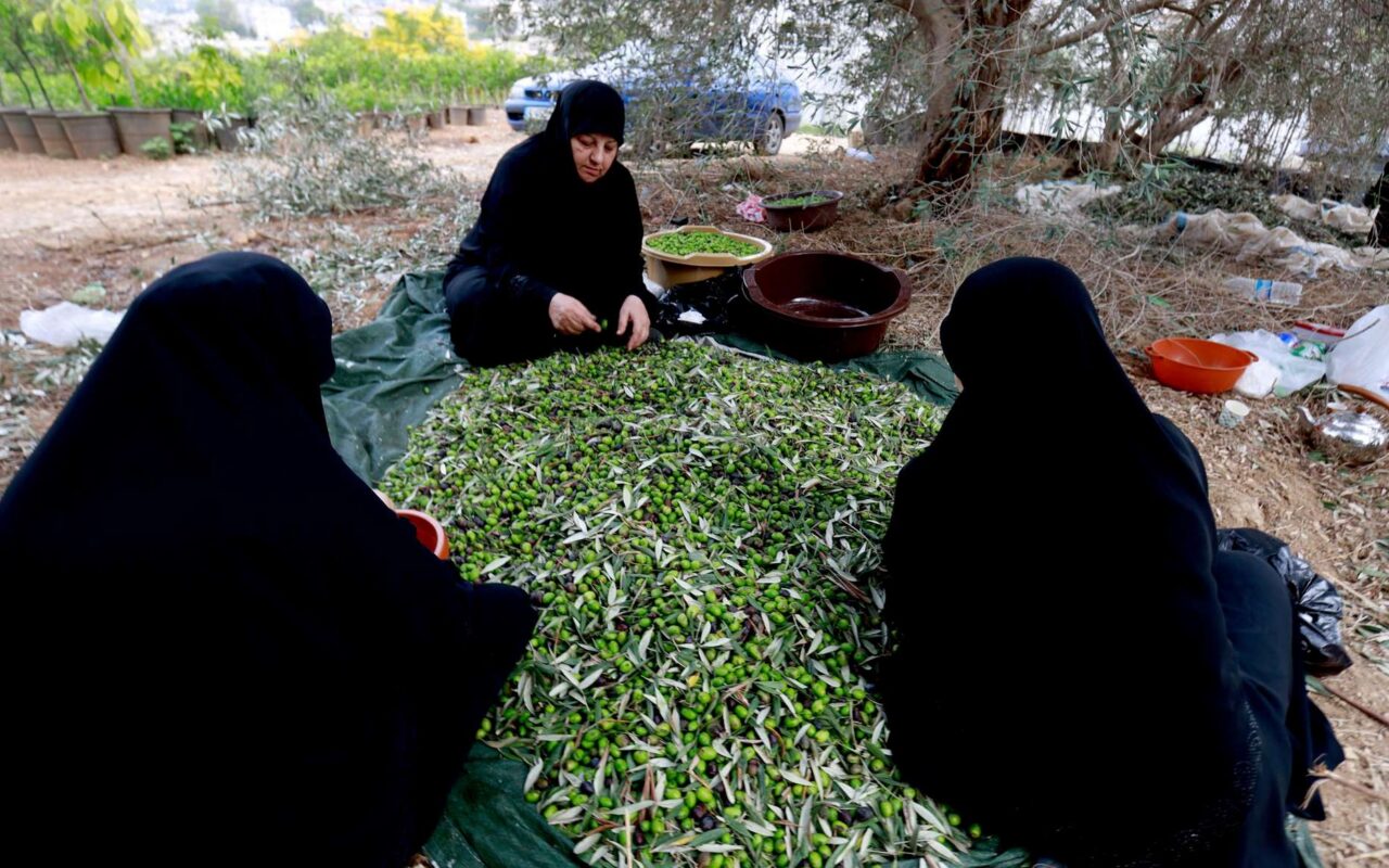 موسم قطاف الزيتون جنوبي لبنان… عودة إلى الحقول رغم آثار الحرب