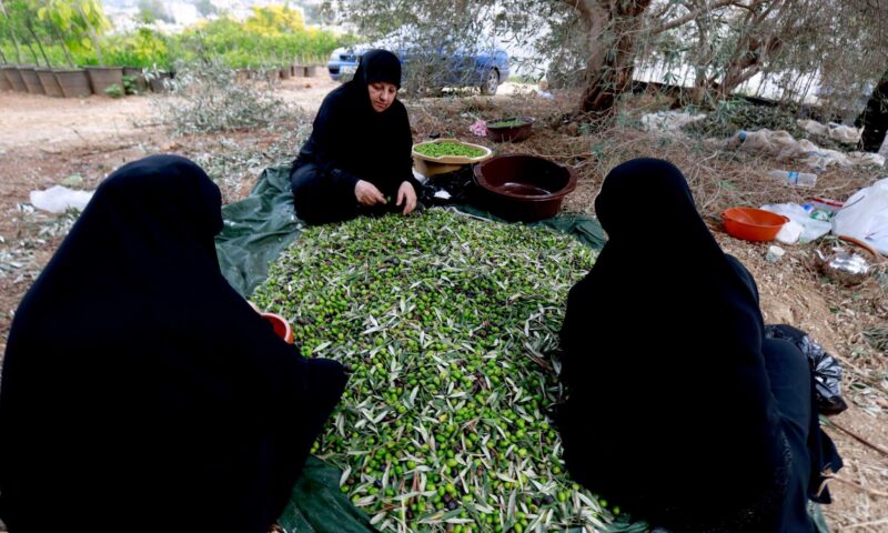 موسم قطاف الزيتون جنوبي لبنان… عودة إلى الحقول رغم آثار الحرب