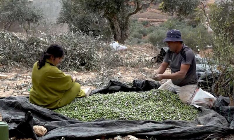 موسم الزيتون في الضفة الغربية تحت الرصاص… اقتلاع أشجار وسرقة محصول المزارعين