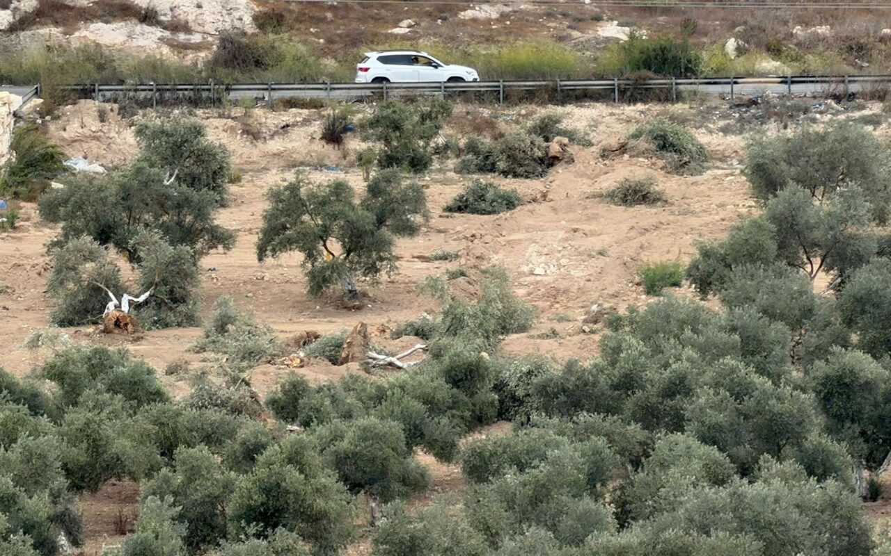 مسؤول فلسطيني: إسرائيل ارتكبت أكثر من 420 اعتداء خلال قطاف الزيتون وتعاقب السكان في الخليل