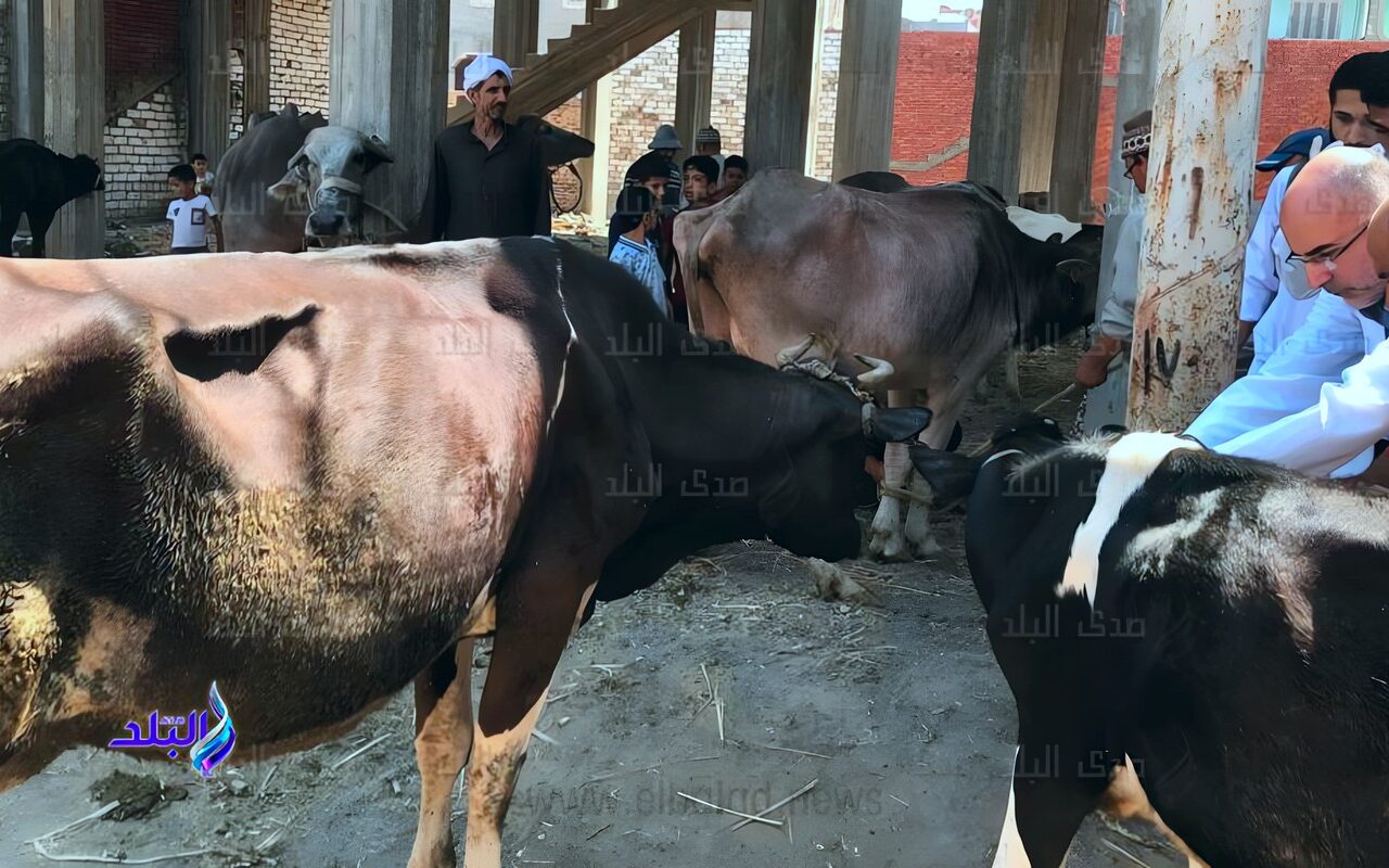 بيطري الغربية: تحصين 100 ألف رأس ماشية ضد الجلد العقدي للأبقار وطاعون المجترات