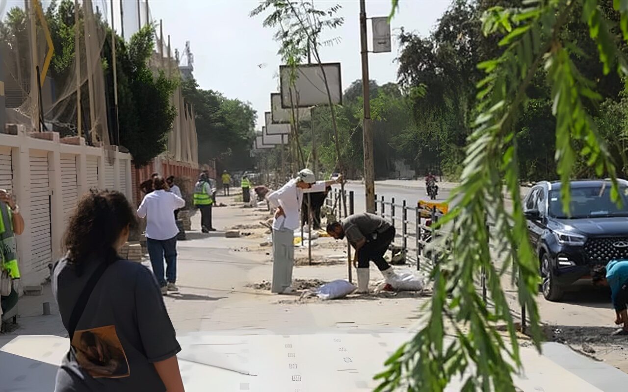 220 شجرة جديدة في المعادي، تعرف على أنواعها ومواقع زراعتها