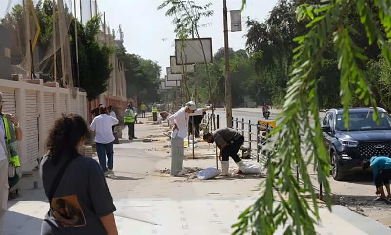 220 شجرة جديدة في المعادي، تعرف على أنواعها ومواقع زراعتها