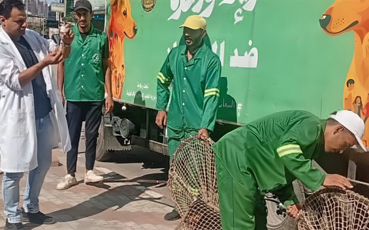 استجابة لشكاوى الأهالي.. حملات مكثفة لمواجهة الكلاب الضالة بحي غرب المنصورة