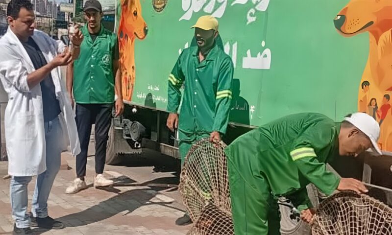 استجابة لشكاوى الأهالي.. حملات مكثفة لمواجهة الكلاب الضالة بحي غرب المنصورة