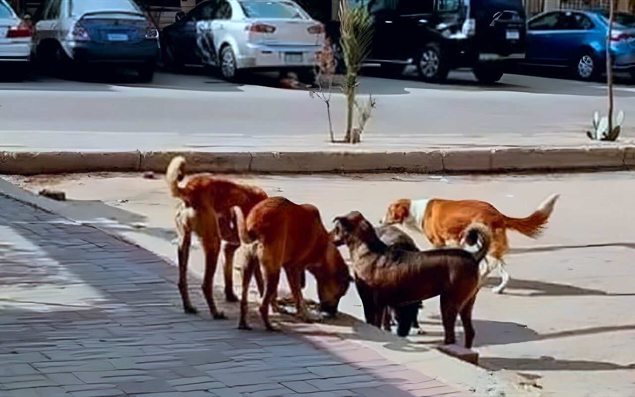 الطب البيطري: انتشار الكلاب الضالة مشكلة الحكومة (فيديو)
