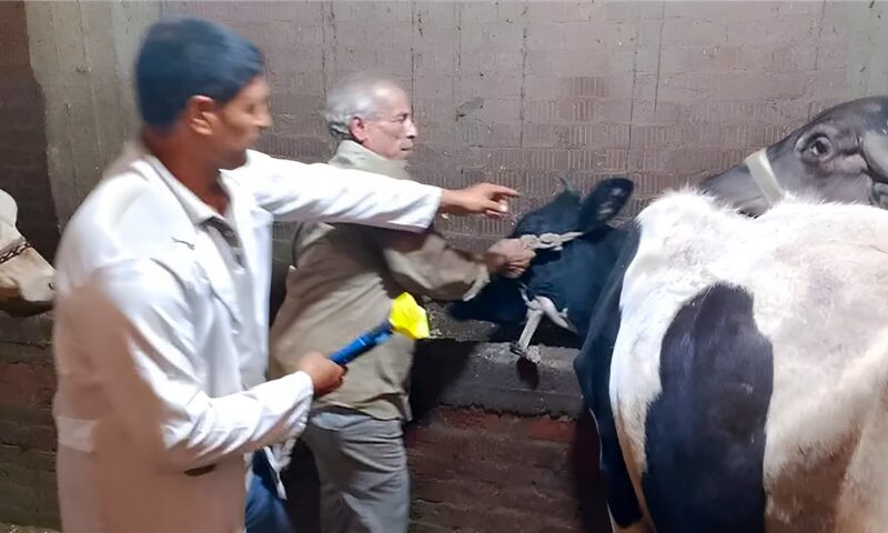 محافظ الدقهلية: إنتهاء الحملة القومية للتحصين ضد الحمى القلاعية وحمى الوادي المتصدع