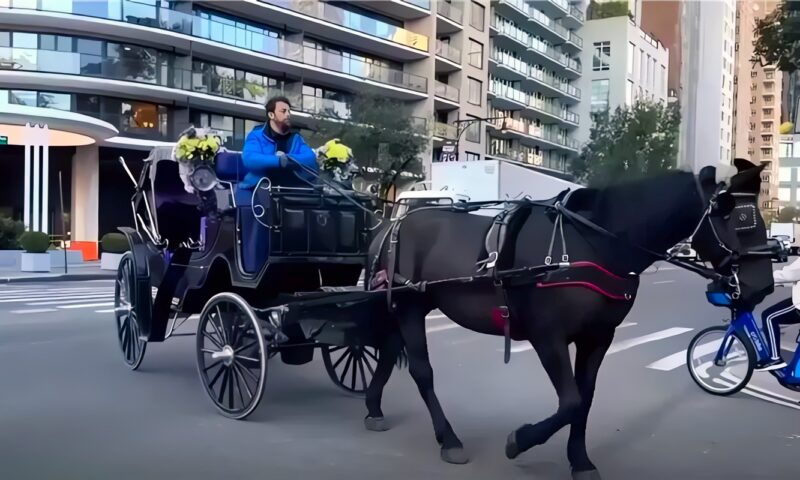 بتأييد ممداني، نيويورك تصوت على حظر عربات الخيول بعد وفاة سائح هندي