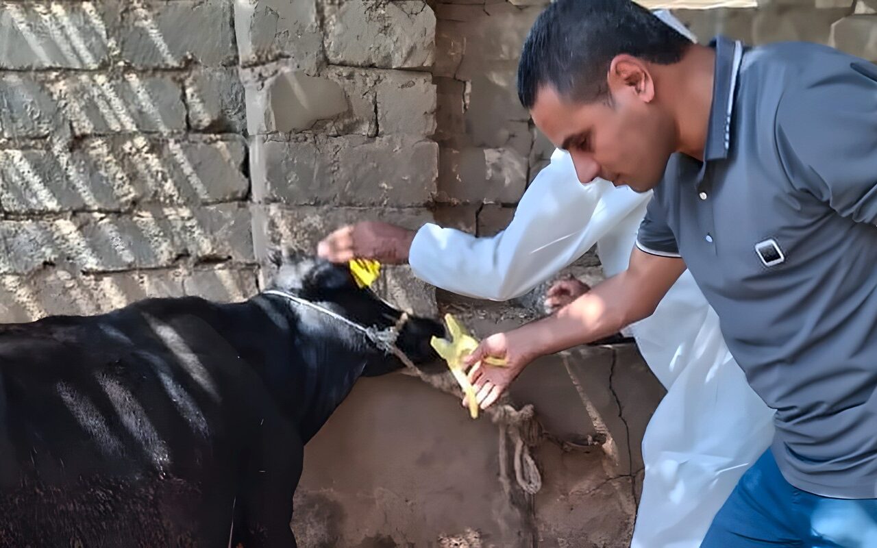 146205 رؤوس ماشية، بيطري الفيوم تكشف حصاد أعمال التحصين خلال سبتمبر