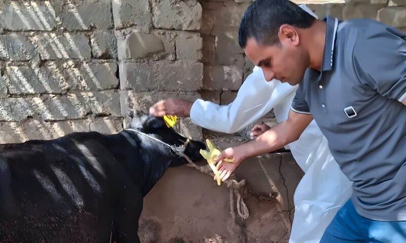 146205 رؤوس ماشية، بيطري الفيوم تكشف حصاد أعمال التحصين خلال سبتمبر