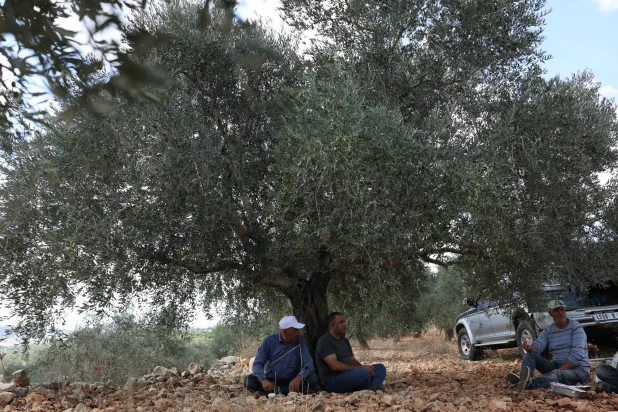 نصف مليون فلسطيني في الضفة يخشون تدمير المستوطنين والجيش لموسم الزيتون