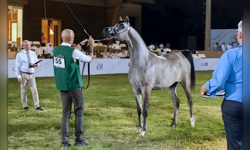 «العوجاء أجمل» تتصدر مهرات «جمال الخيل العربية» في الخالدية