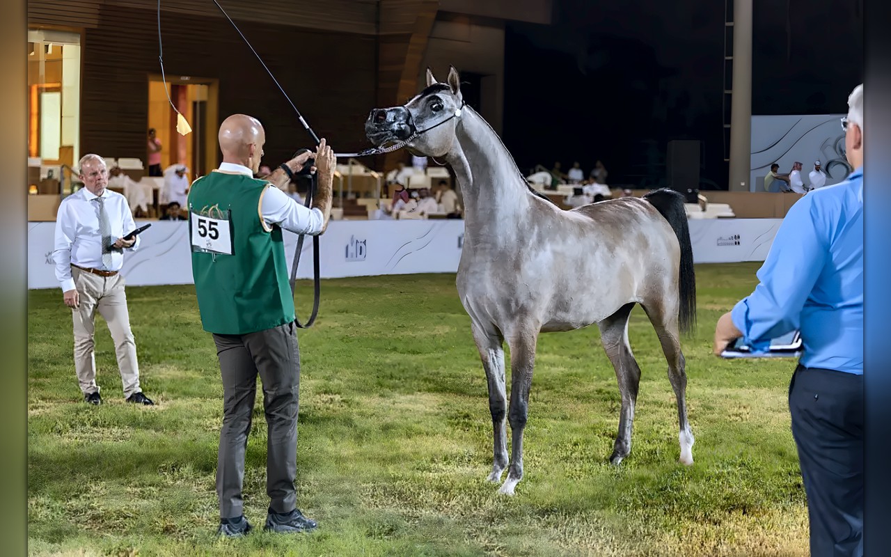 «العوجاء أجمل» تتصدر مهرات «جمال الخيل العربية» في الخالدية