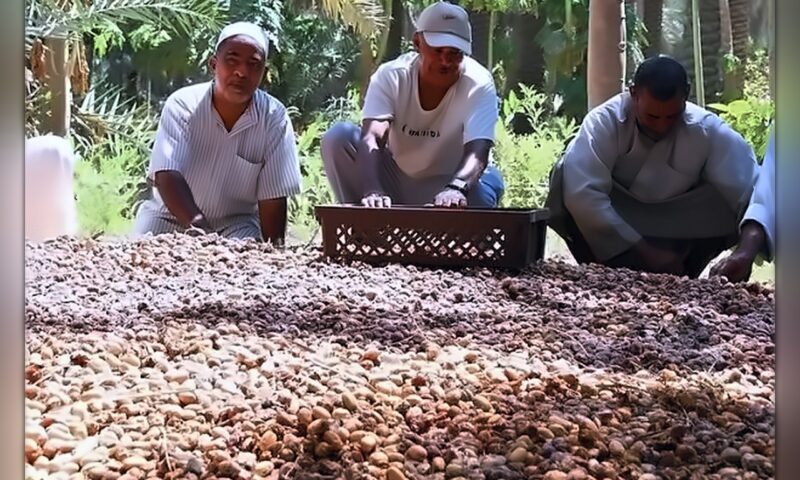 السعودية تحصّن أمنها الغذائي بـ798 مليون دولار للسلع الاستراتيجية