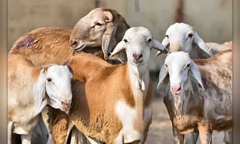 مع توسيع باب استيراد المواشي… هل تنخفض أسعار اللحوم في السعودية؟