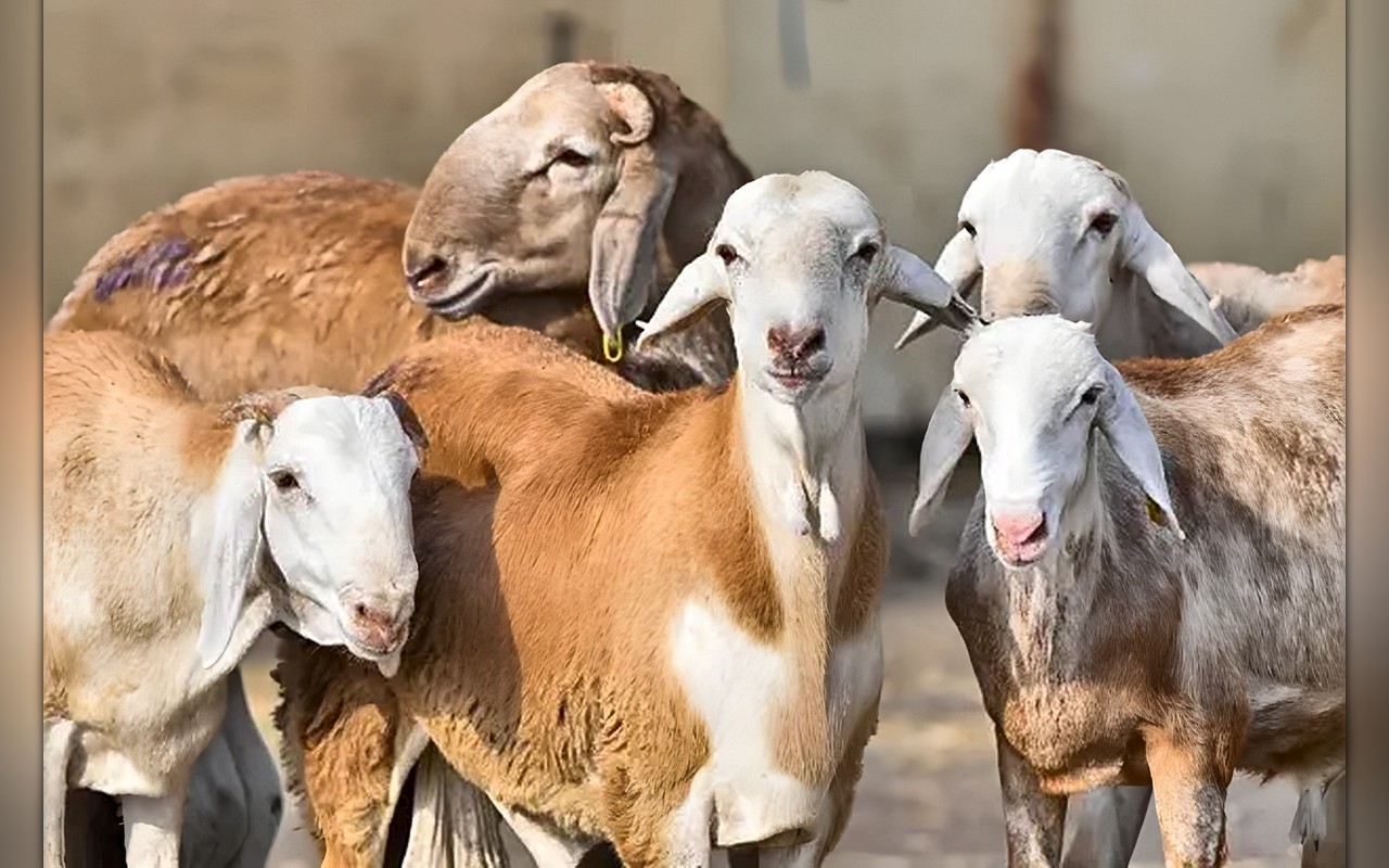 مع توسيع باب استيراد المواشي… هل تنخفض أسعار اللحوم في السعودية؟
