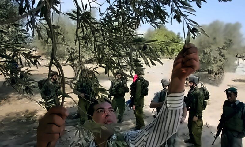مستوطنون وجنود إسرائيليون يمنعون الفلسطينيين من حصاد الزيتون في الضفة