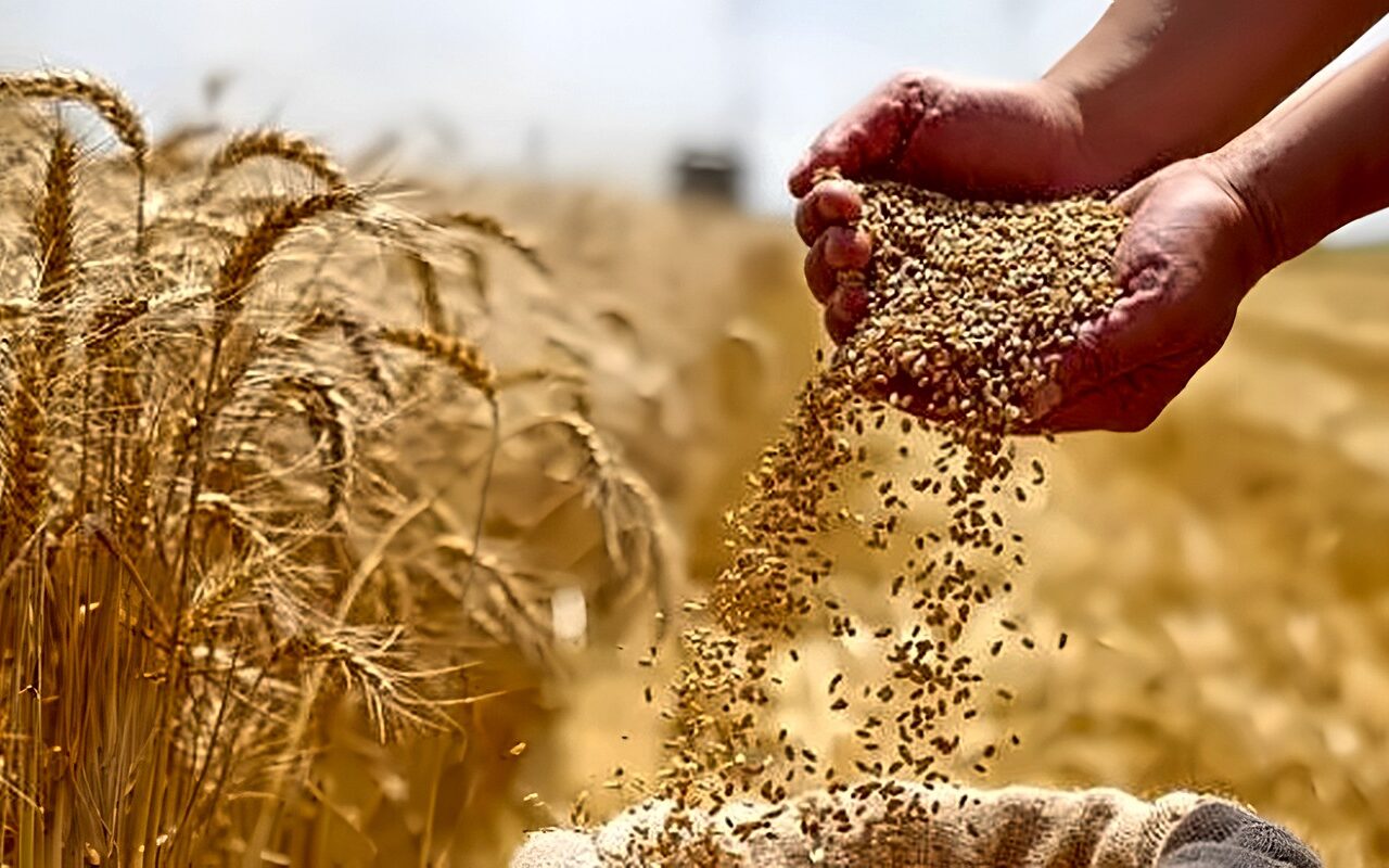 القمح في بورصة شيكاغو يرتفع وسط مخاوف من تصعيد روسيا الحرب في أوكرانيا