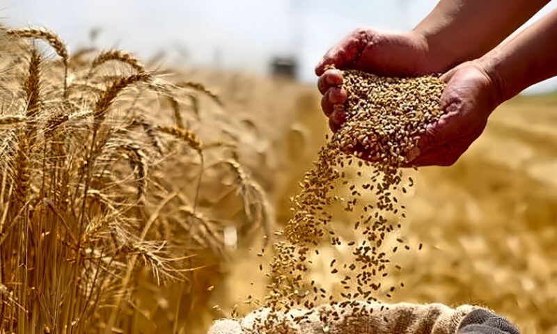 القمح في بورصة شيكاغو يرتفع وسط مخاوف من تصعيد روسيا الحرب في أوكرانيا