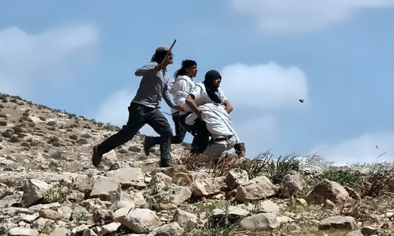 14 واقعة اعتداء على المزارعين الفلسطينيين وموسم الزيتون خلال يوم واحد في أربع محافظات
