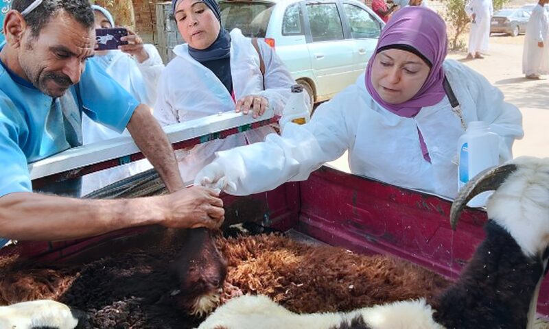 أسوان: قافلة بيطرية لتنمية الثروة الحيوانية بمنطقة النزل في الرديسية بحري