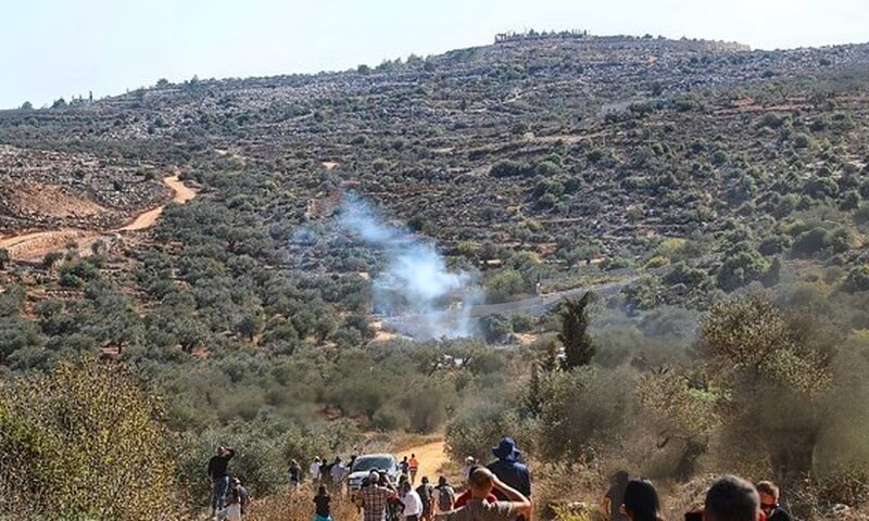 هيئة مقاومة الجدار: 34 اعتداءً للمستوطنين على مزارعي الزيتون الفلسطينيين خلال يوم