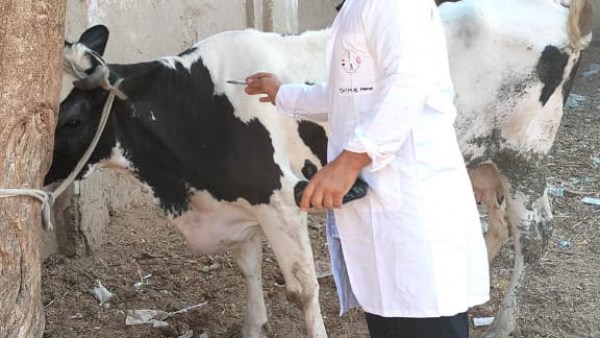 محافظ الغربية: تحصين نحو 78 ألف رأس ماشية ضد الأمراض الوبائية