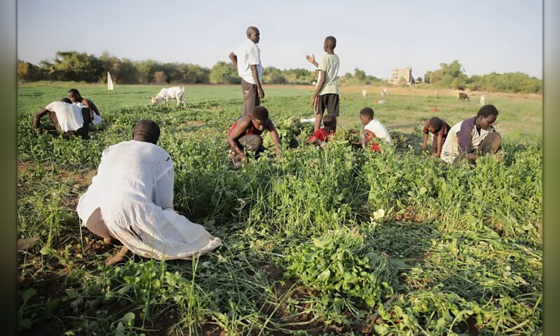 عمال اليومية في مهب ريح الحرب بالسودان