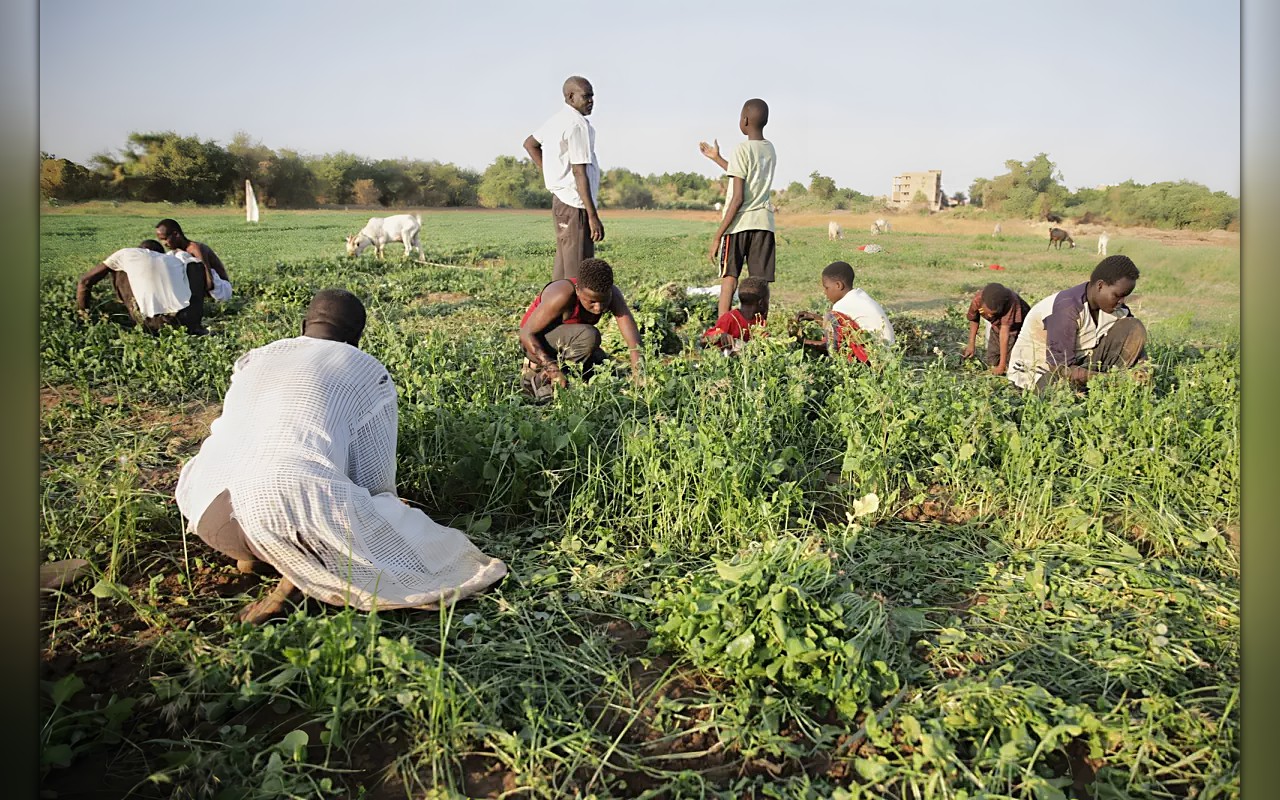 عمال اليومية في مهب ريح الحرب بالسودان