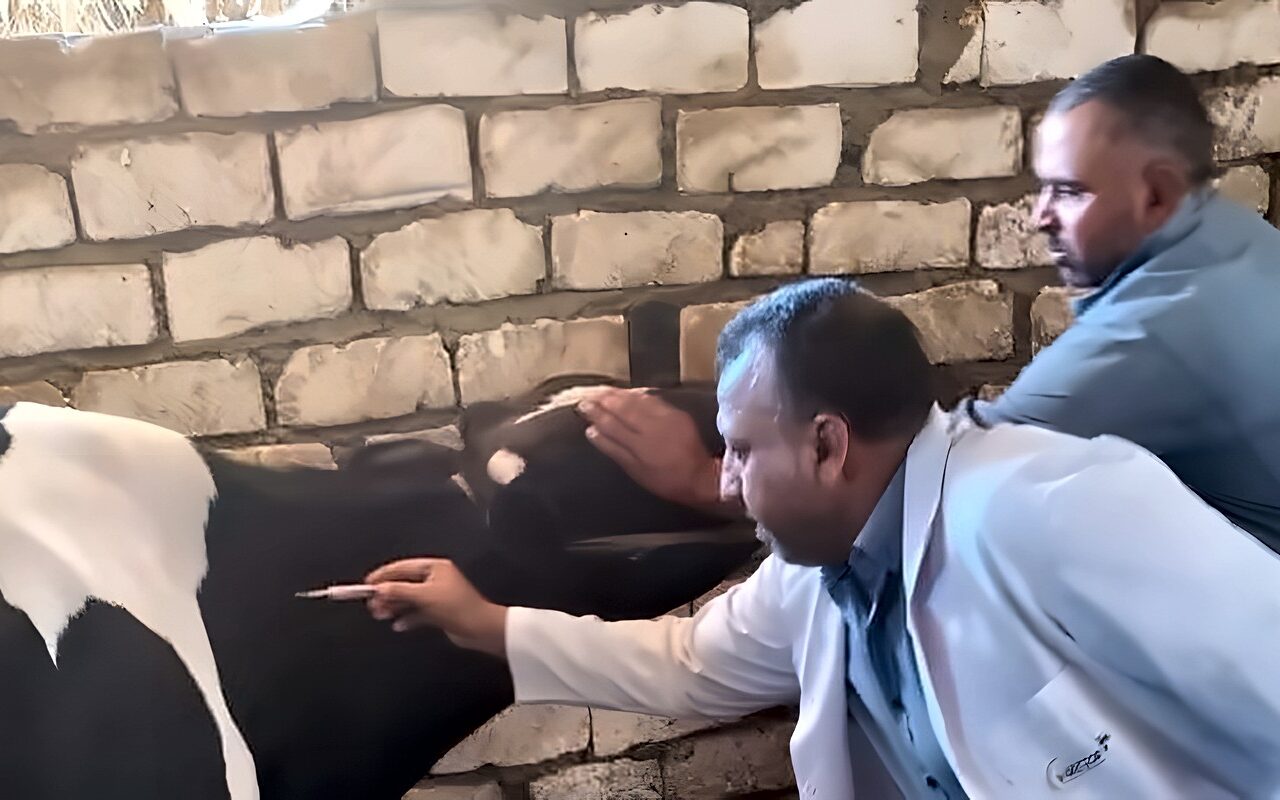 تحصين 180 ألفًا و781 رأس ماشية ضد الحمى القلاعية بالمنيا