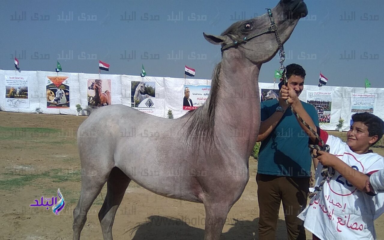 غدا.. تنظيم القرعة العلنية لبطولة أدب الخيل استعدادا لإنطلاق مهرجان الشرقية الـ 30