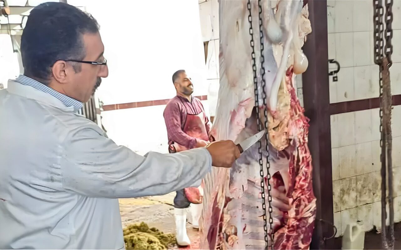 إعدام عجل مصاب بالسل الدخني بمجزر دمياط العمومي لحماية الصحة العامة