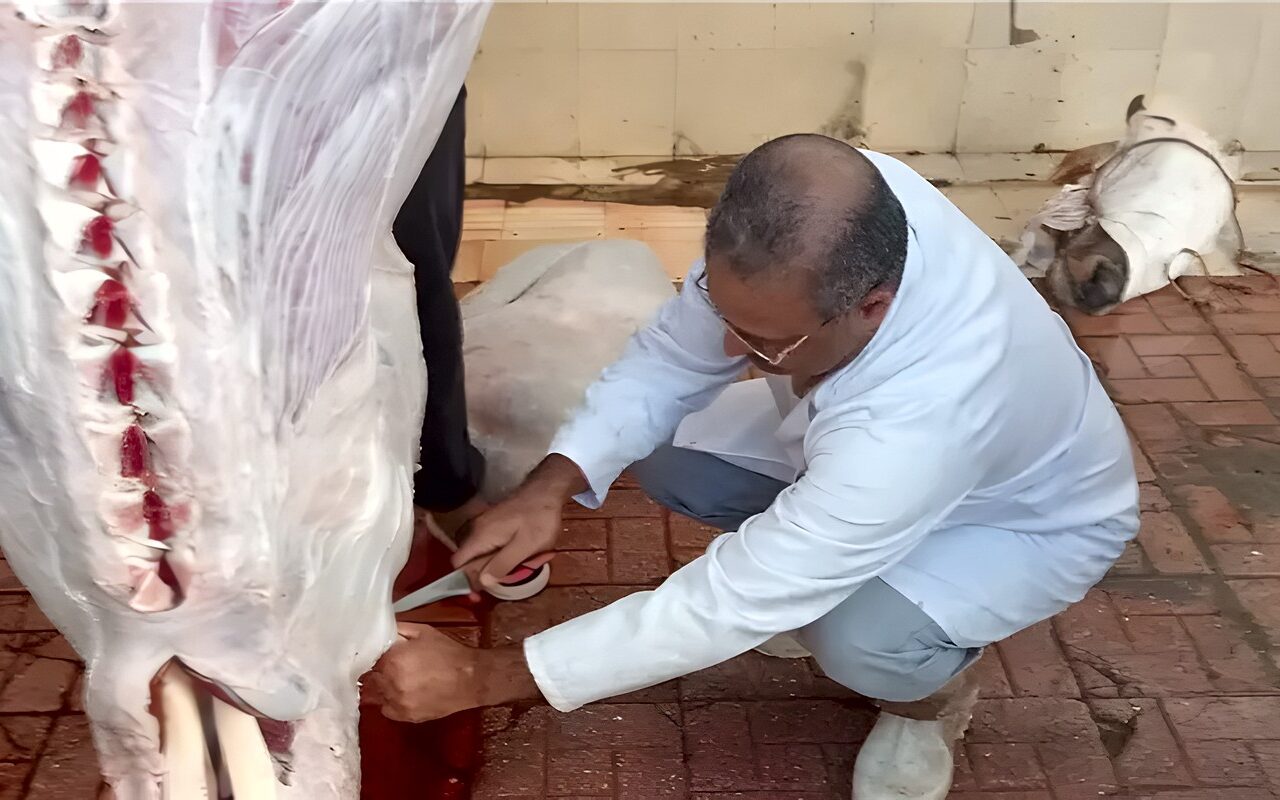 لمتابعة سير العمل، جولات بيطرية على مجازر الوسطاني وكفر البطيخ في دمياط