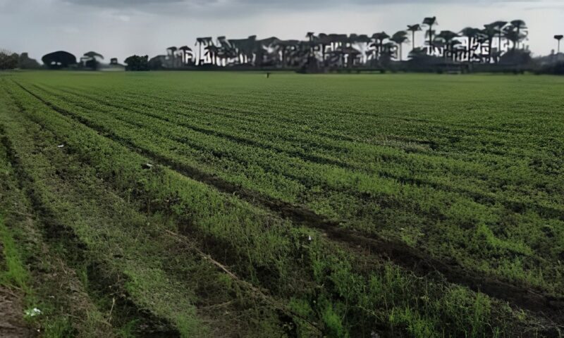 قبل انطلاق موسم القمح.. تعرف على أهمية اختيار الصنف وموعد الزراعة المناسب